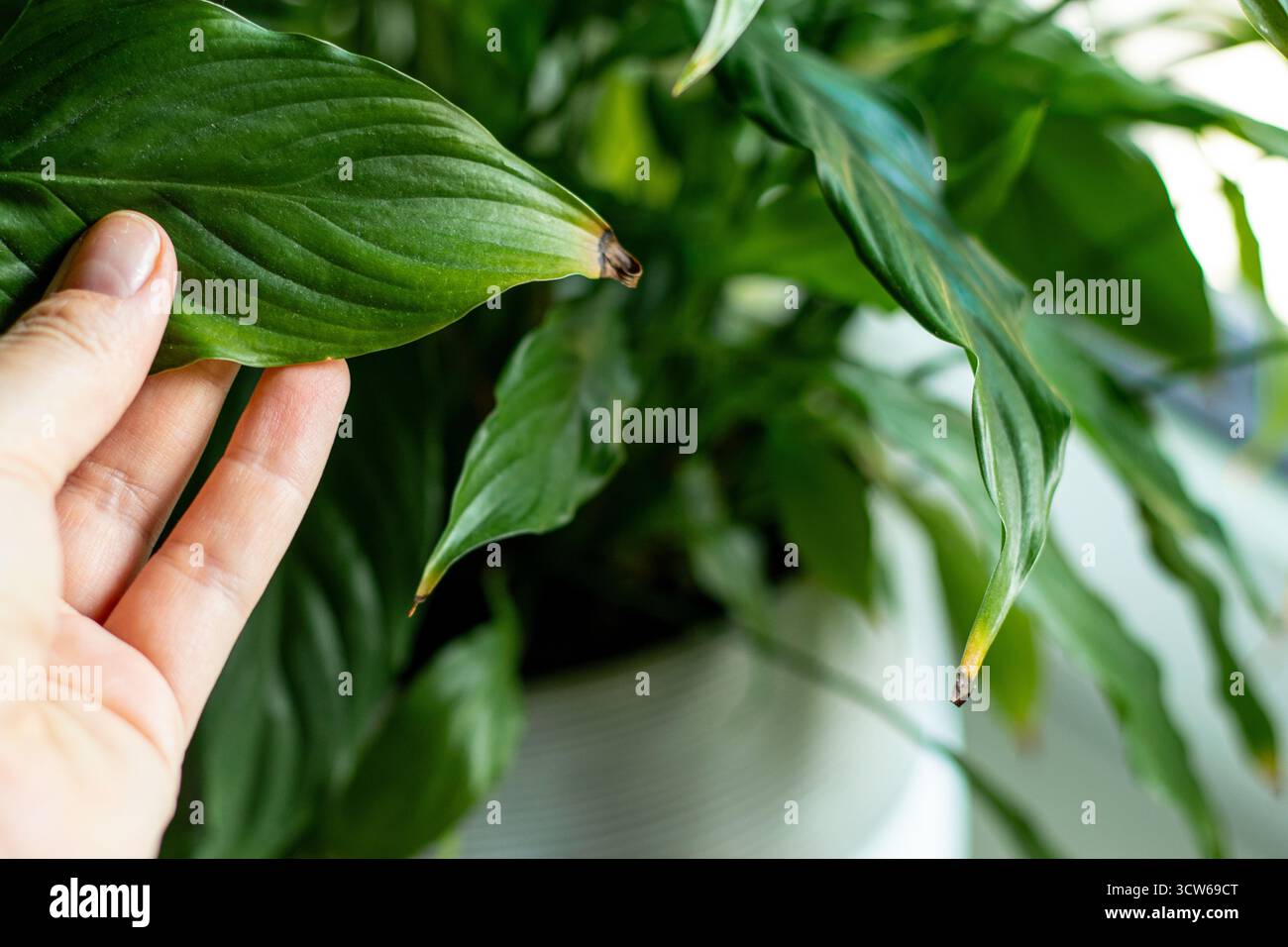 Spathiphyllum peace lily disease hi-res stock photography and images - Alamy