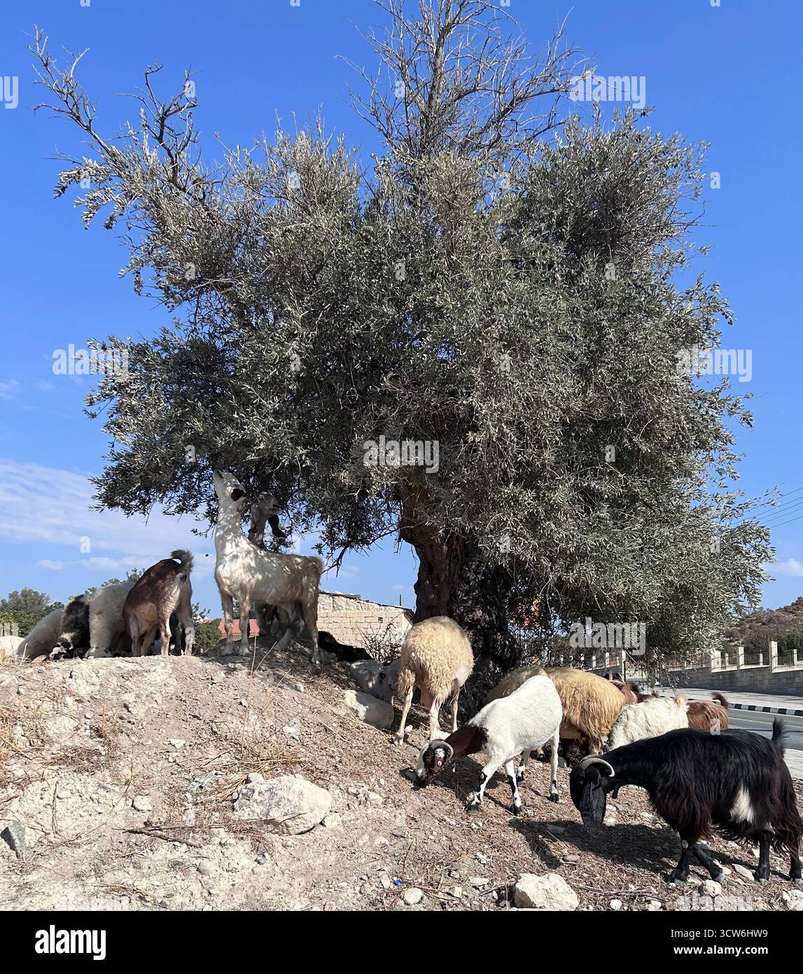 Ancient olive tree with goats grazing in Cyprus Stock Photo - Alamy