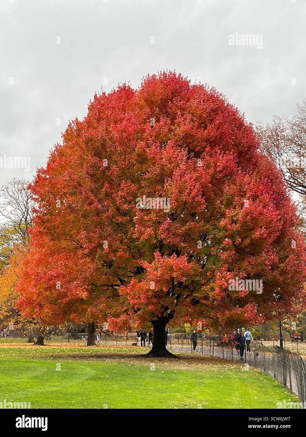 The fiery red foliage of Central Park celebrates the splendor of autumn in New York City - Smartphone Captured Stock Image