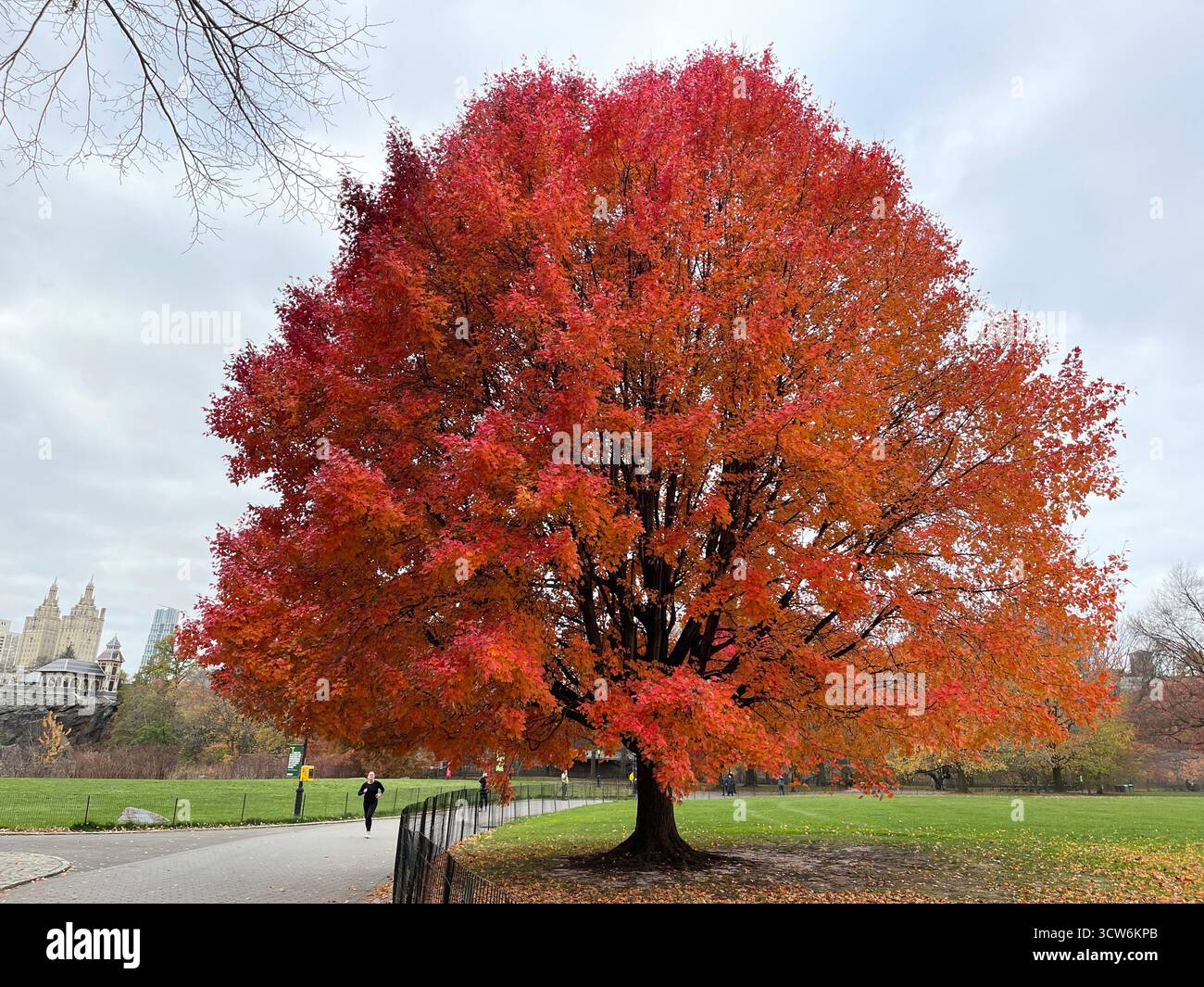 The fiery red foliage of Central Park celebrates the splendor of autumn in New York City - Smartphone Captured Stock Image