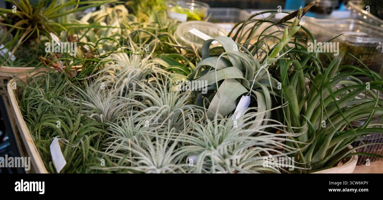 Tillandsia xerographica hi-res stock photography and images - Alamy
