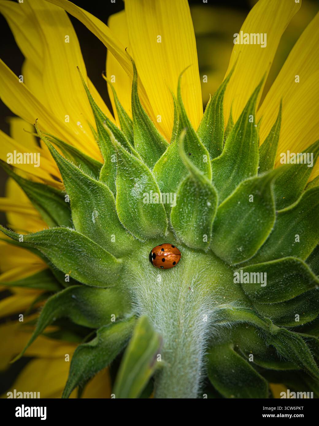 Ladybird on sunflower neck Stock Photo