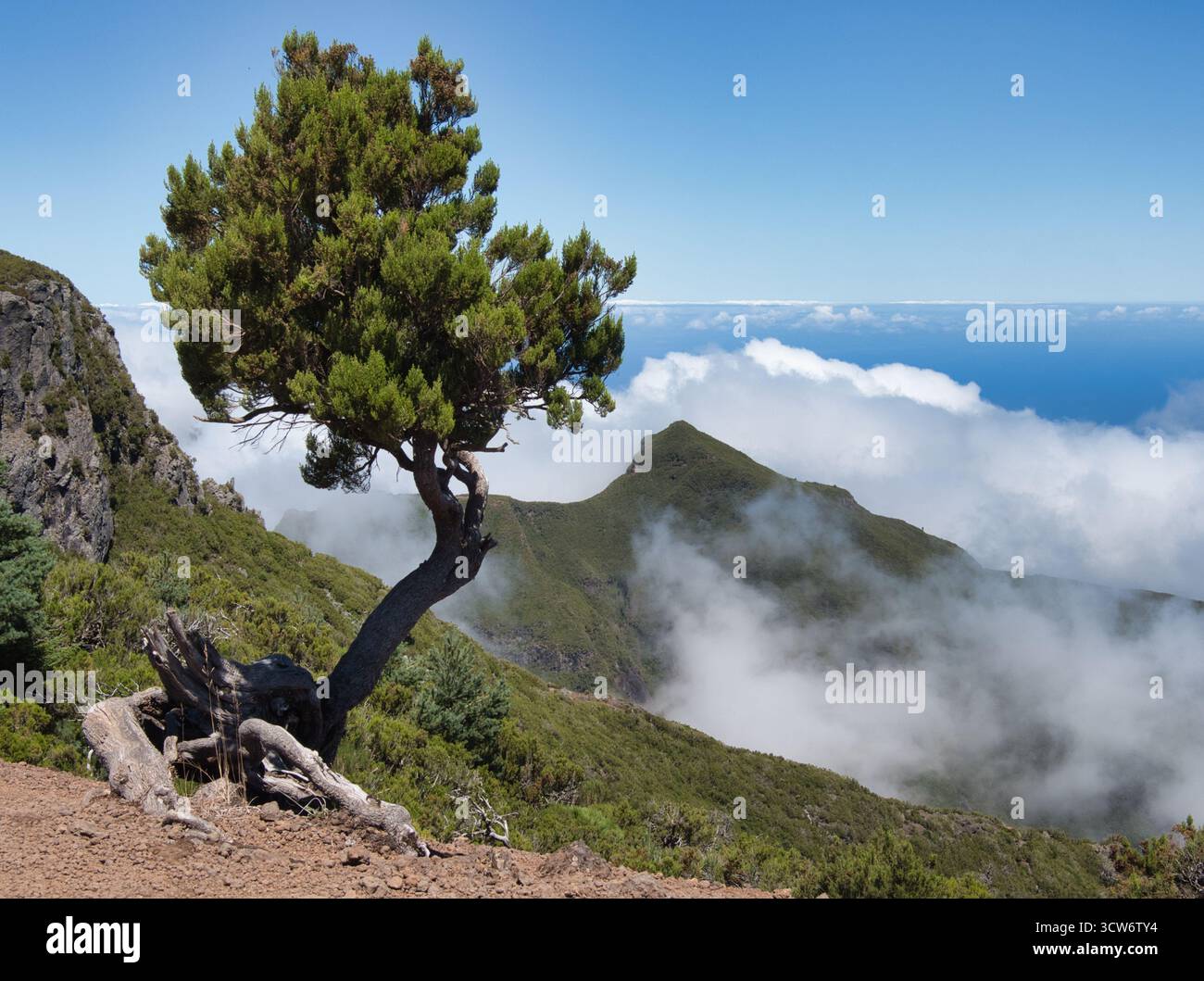 Sweeped Tree Resilient Juniper Tree Overlooking Foggy Peaks - A solitary, wind-swept ...