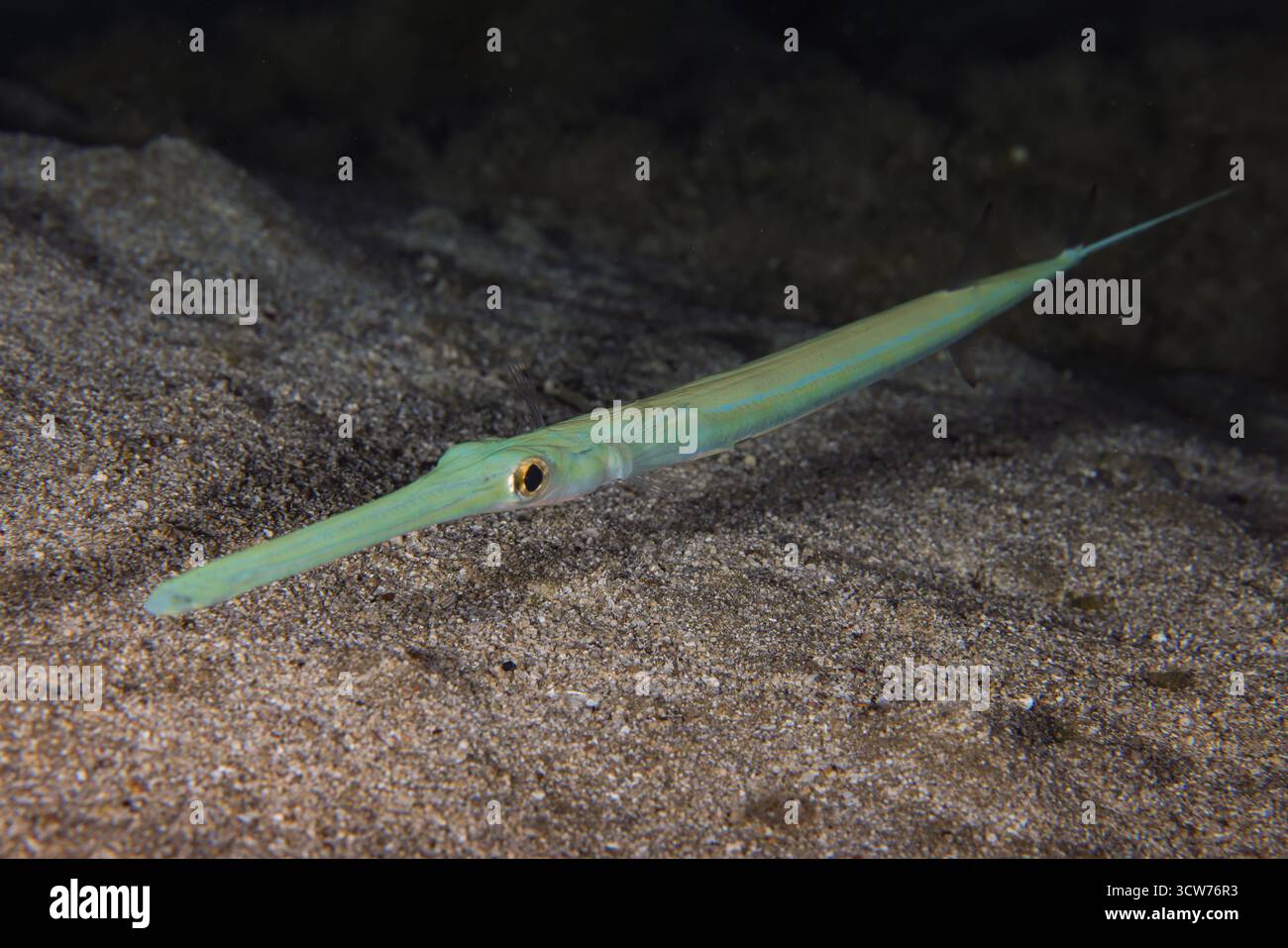 Blue spotted cornetfish hi-res stock photography and images - Alamy