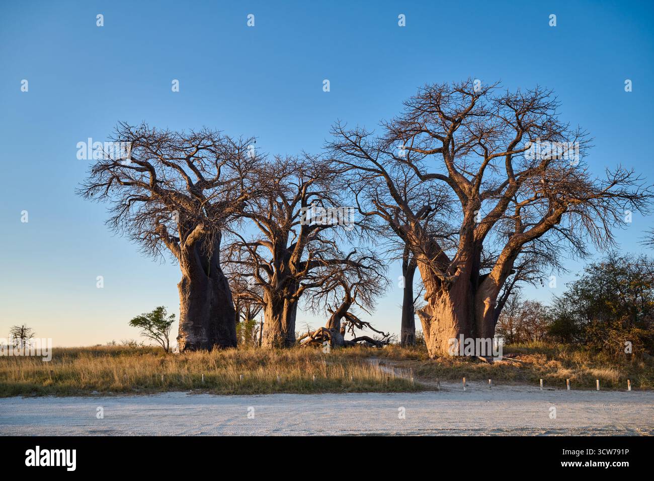 African baobab (Adansonia digitata) of Baines Baobabs, Nxai Pan National Park, Botswana Africa Stock Photo