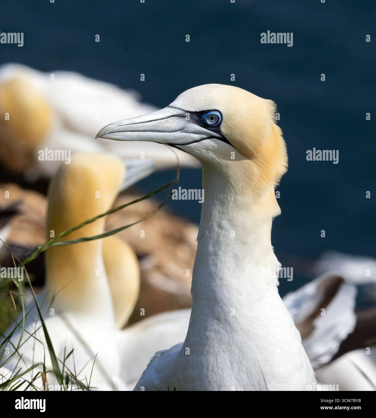 Most Streamlined Bird In profile the head and bill show how streamlined a Gannet is. It's ...