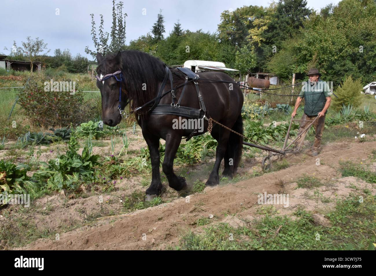 Die kartoffelernte hi-res stock photography and images - Alamy