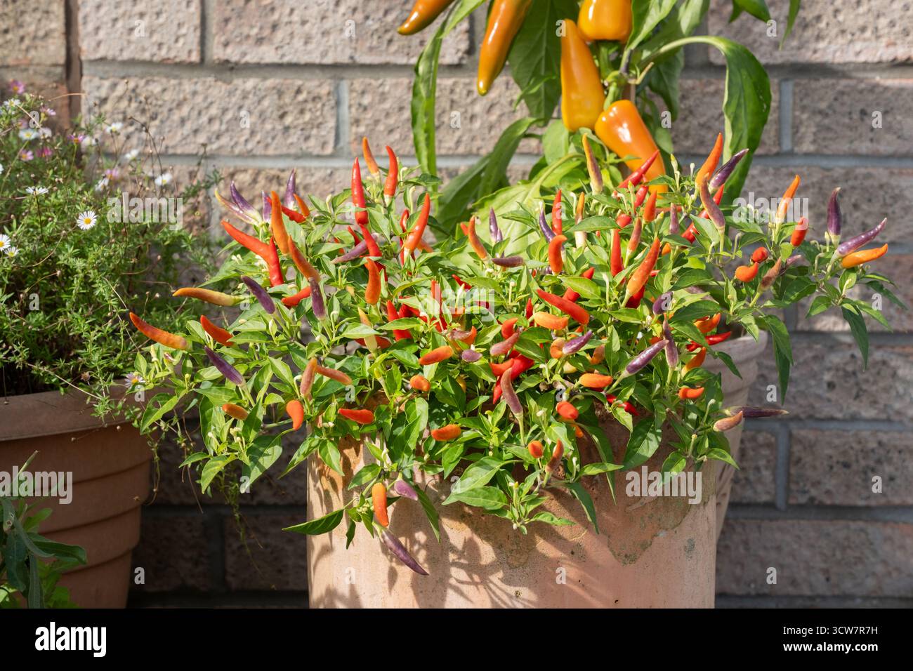 Somerset, UK. A home grown chilli plant in a domestic UK garden grown in a plant pot. It's Basket of fire F1 variety Capsicum annuum Stock Photo
