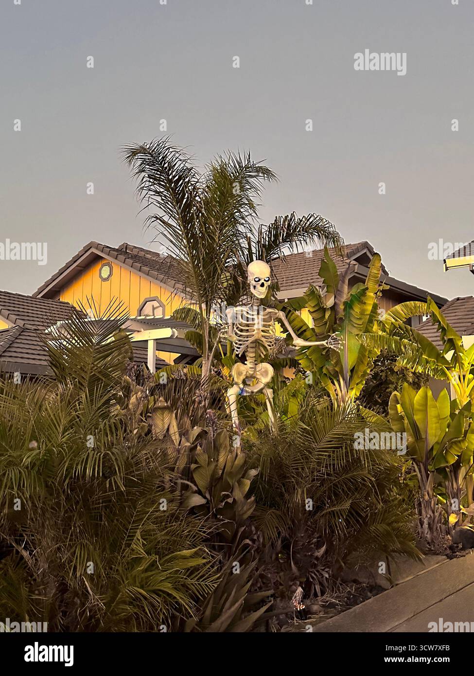 Giant Skeleton Among Palm Leaves at Sunset in California - Smartphone Captured Stock Image