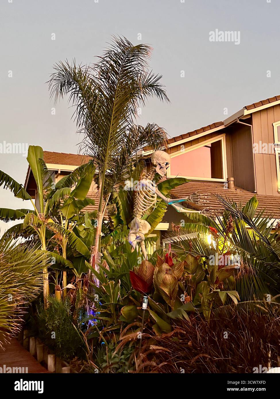 Giant Skeleton Among Palm Leaves at Sunset in California - Smartphone Captured Stock Image