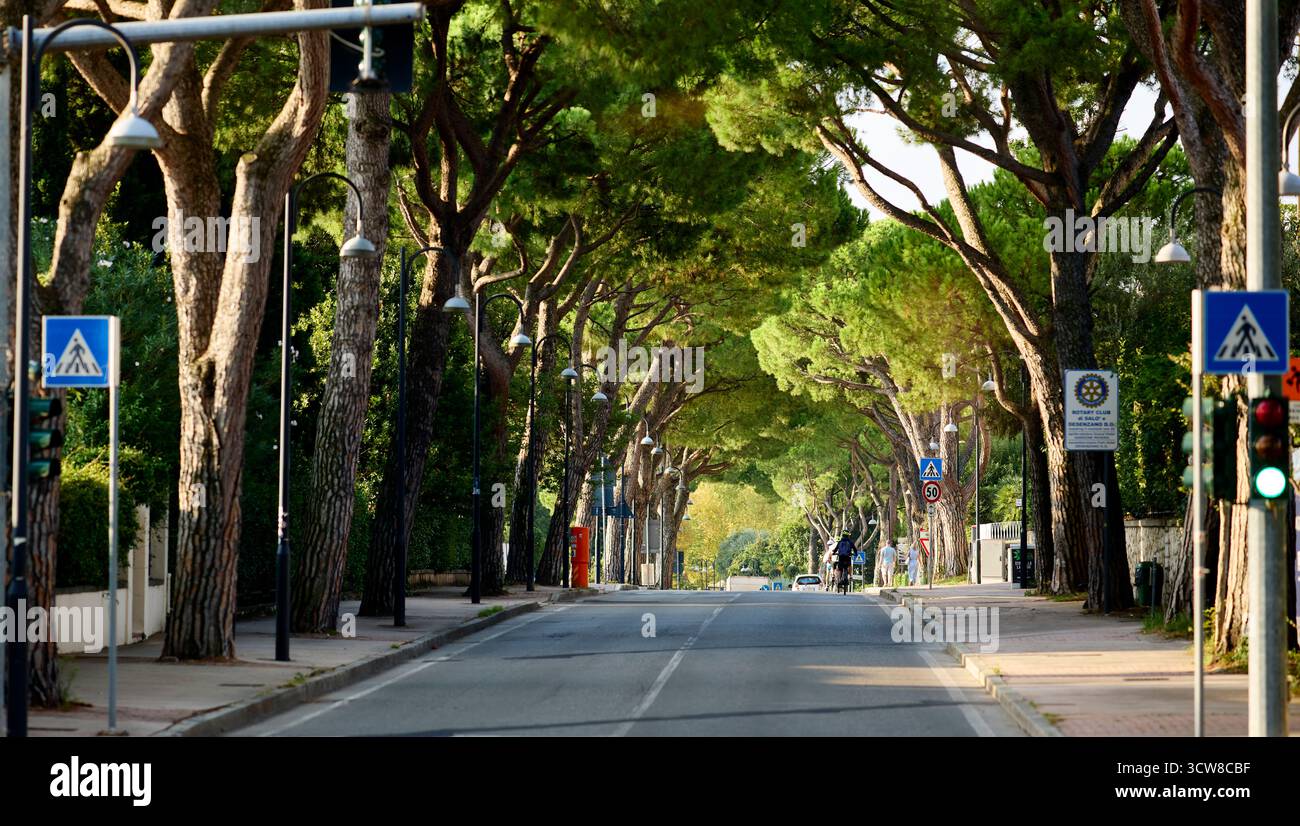 Avenue of Trees Toscolano Italy Stock Photo