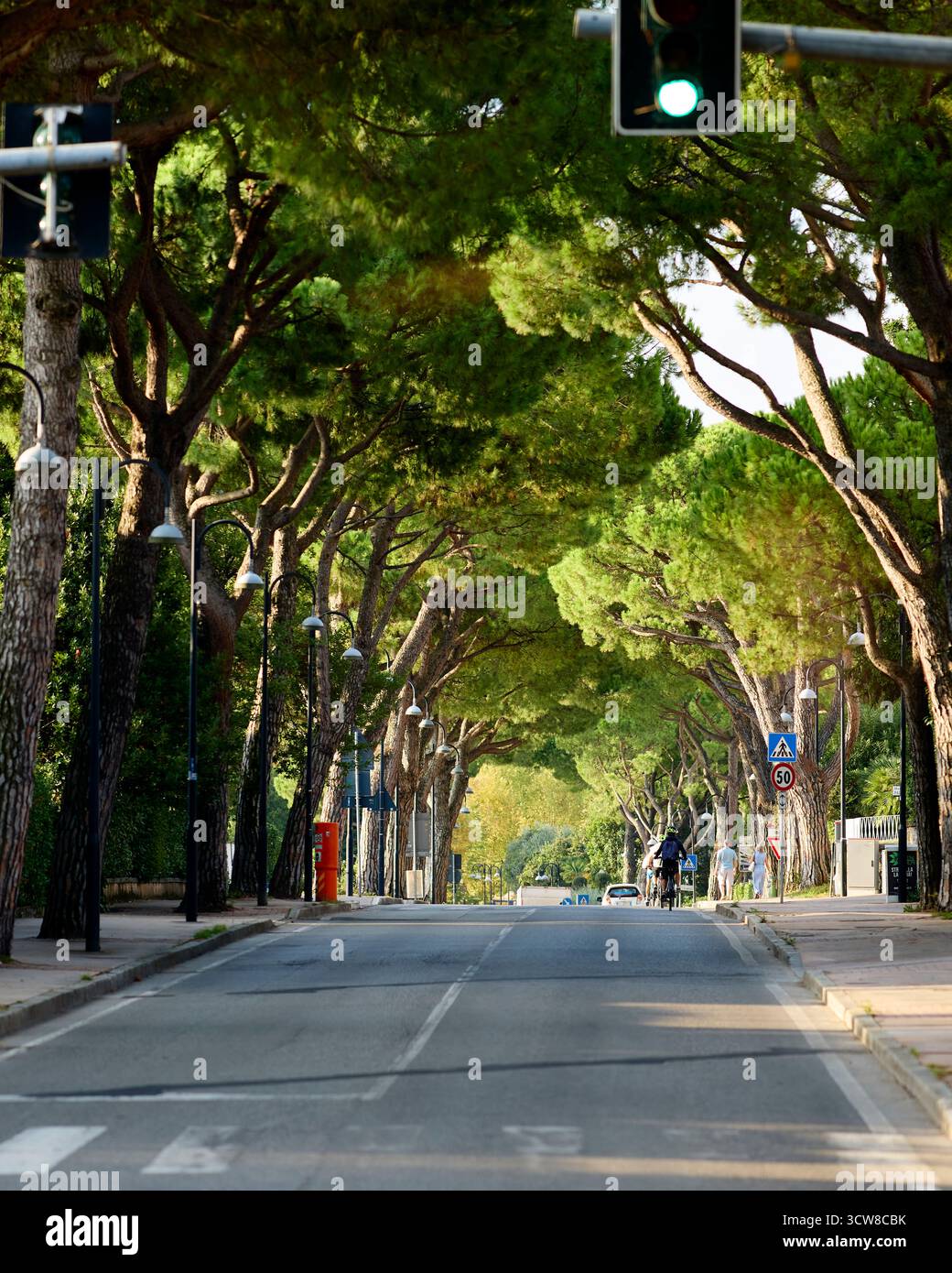Avenue of Trees Toscolano Italy Stock Photo