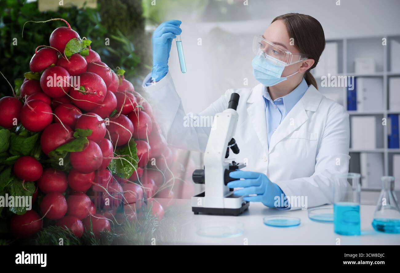 Food quality analysis. Laboratory worker using microscope, double exposure with fresh radishes Stock Photo