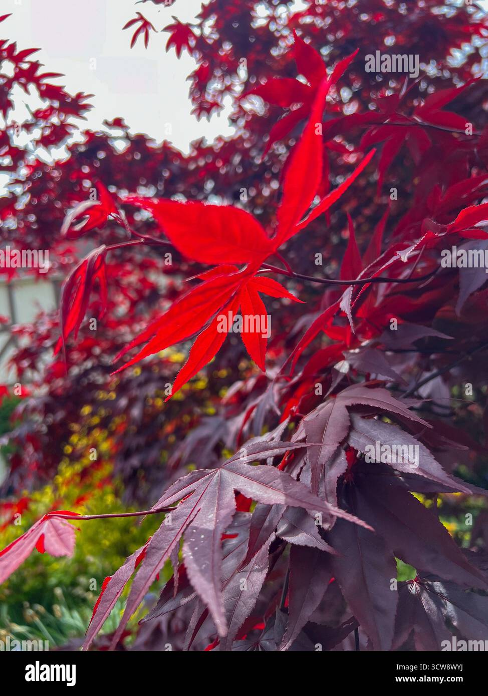 Stunning red maple tree with one leaf catching the sun on a bright spring morning looking beautifully vibrant. - Smartphone Captured Stock Image