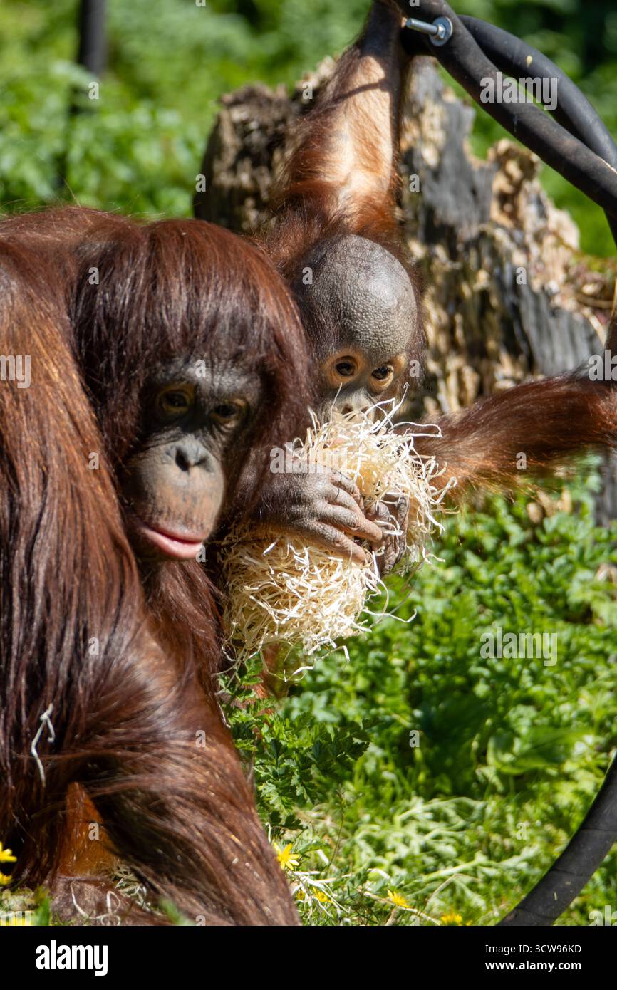 two-bornean-orangutan-pongo-pygmaeus-one-a-baby-and-one-young-playing