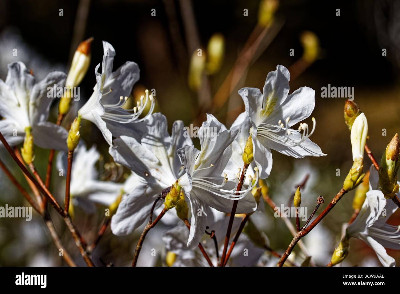 Rhododendron reticulatum hi-res stock photography and images - Alamy