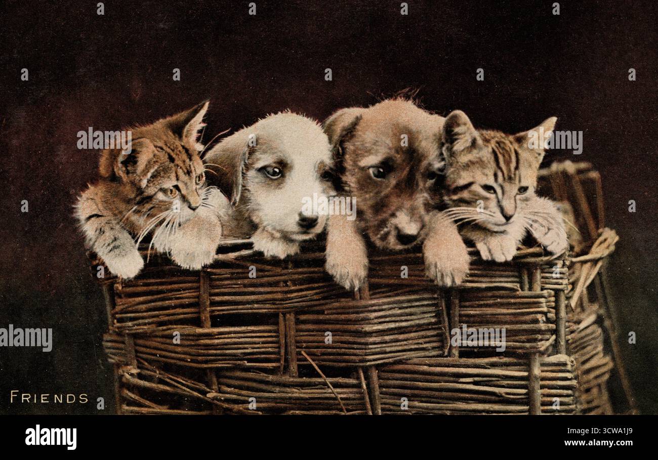 Super cute kittens and puppies - YouTube, image size:1300x909