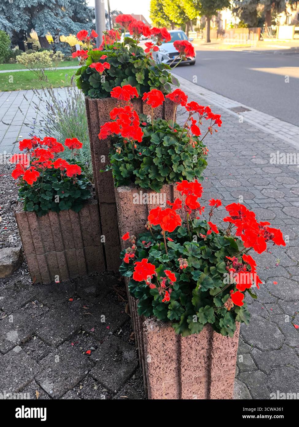 Geraniums pelargoniums pots hi-res stock photography and images - Alamy