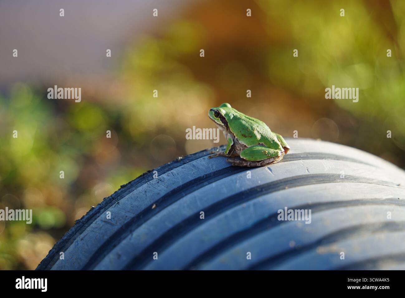 Small Green Tree Frog Perched on Dark Corrugated Pipe Stock Photo