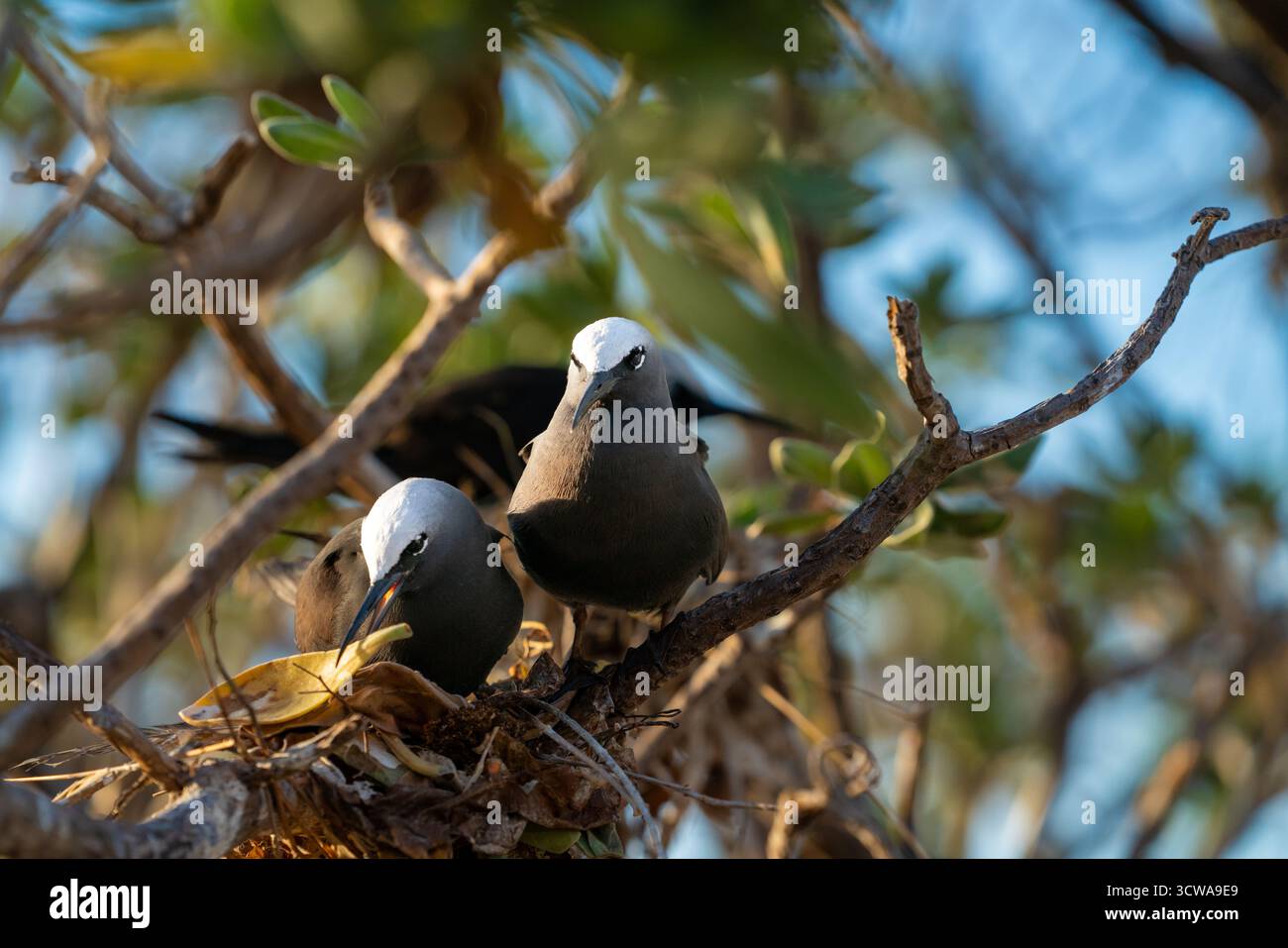 Lesser Noddiesnesting White capped noddy or Anous minutus nesting in tree on Elliot Island ...