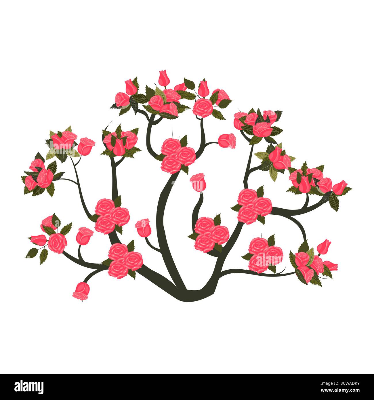 A round rose bush with blooming bright pink roses. Vector illustration ...