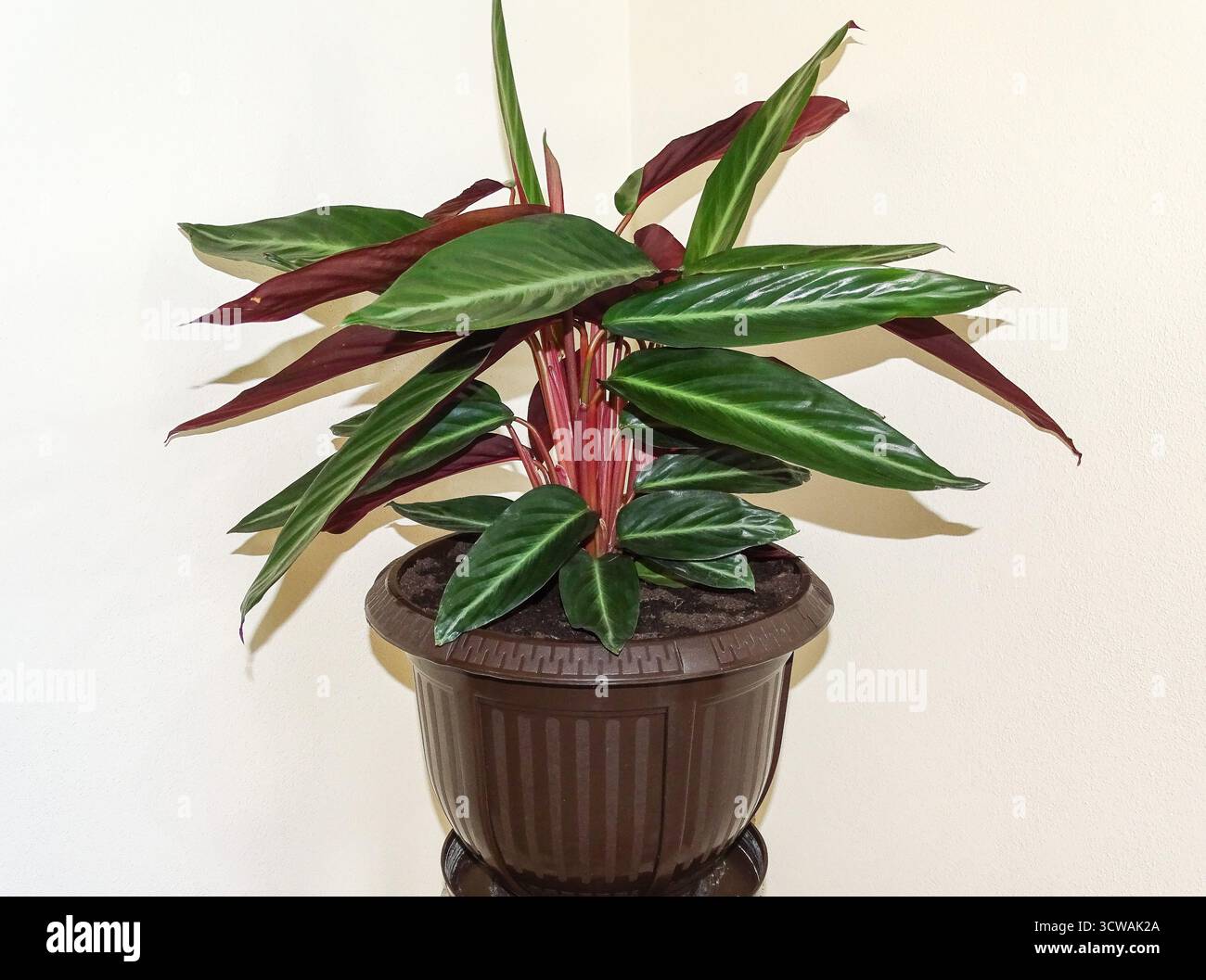 Ctenanthe oppenheimiana hi-res stock photography and images - Alamy