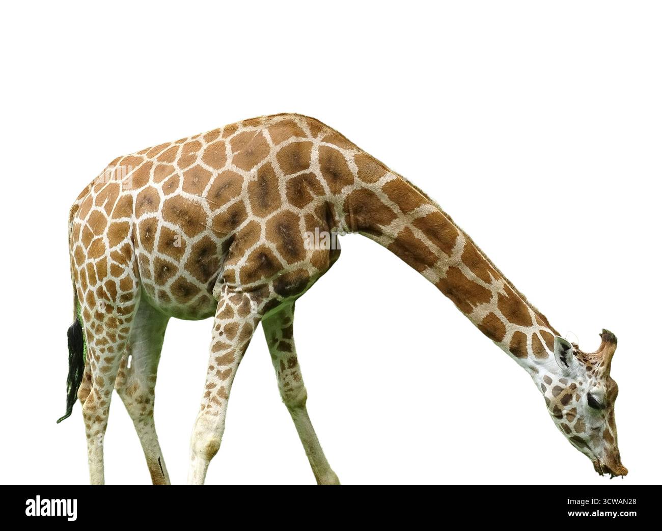 Giraffe isolated on white background Stock Photo
