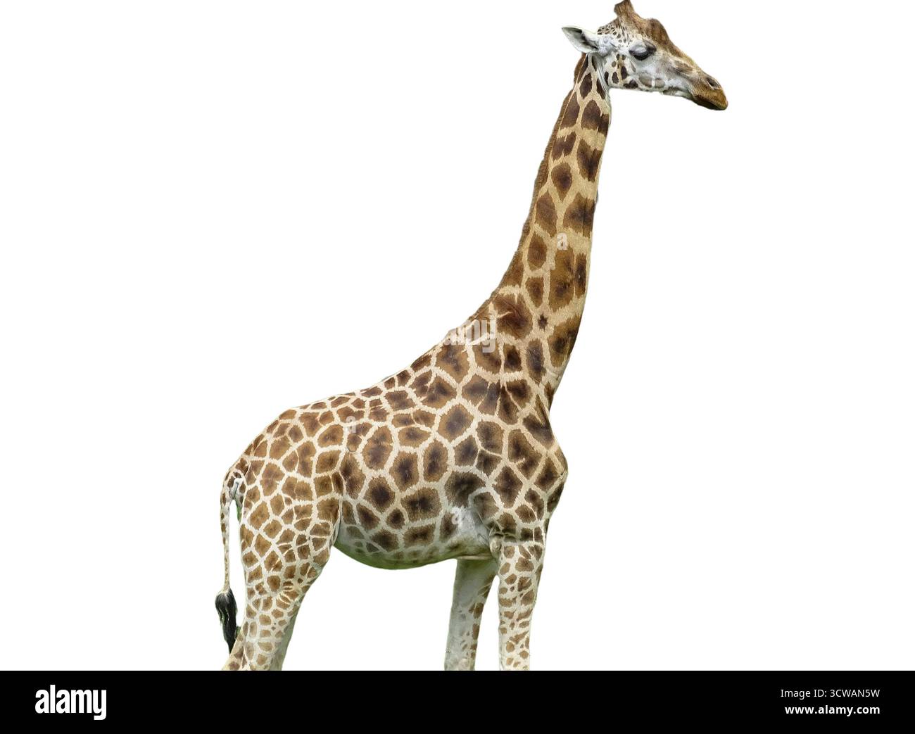 Giraffe isolated on white background Stock Photo