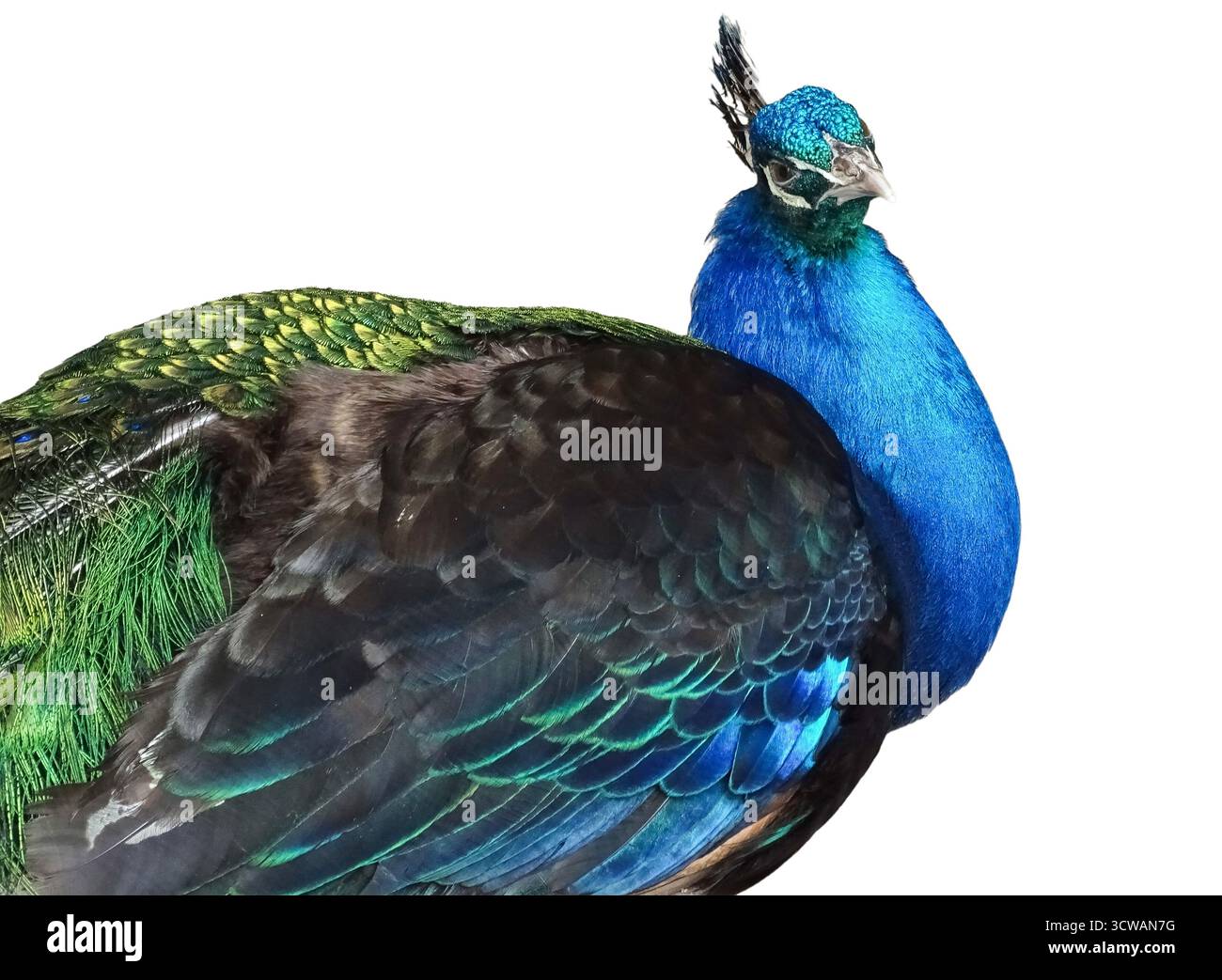 Peacock isolated on white background. Colored peacock Stock Photo
