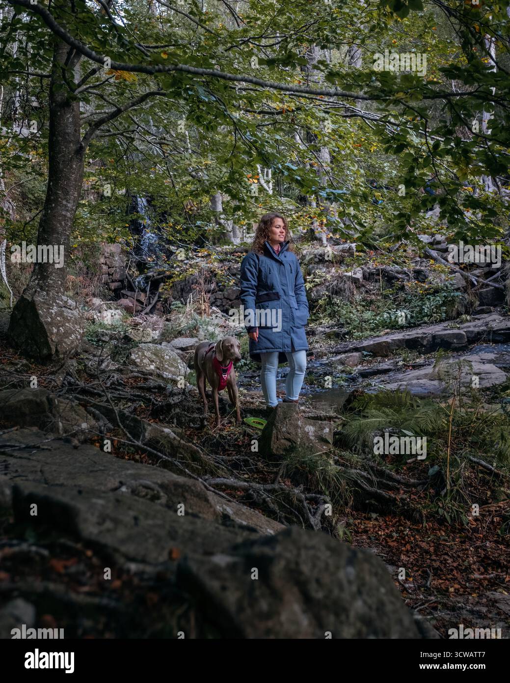 Woman and Weimaraner dog standing on rocks next to a stream and small waterfall in a dense autumn forest. Hiking, adventure and connection with nature Stock Photo