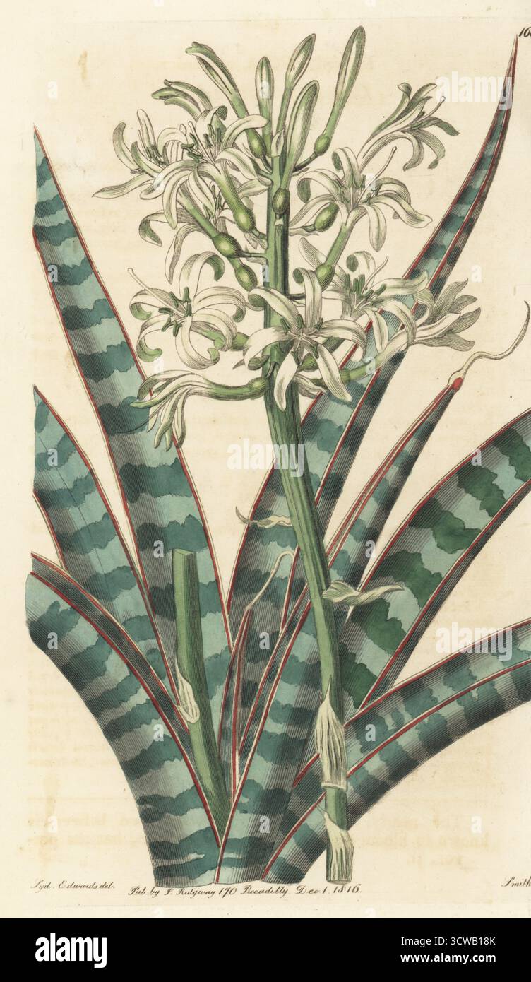 Dracaena zeylanica. Ceylon bow-string-hemp, Sanseviera zeylanica. Native to India and Sri Lanka, drawn from a plant at John Hall’s collection at Notting Hill. Handcoloured copperplate engraving by P.W. Smith after a botanical illustration by Sydenham Edwards from his own Botanical Register, J. Ridgeway, London, 1816. Stock Photo