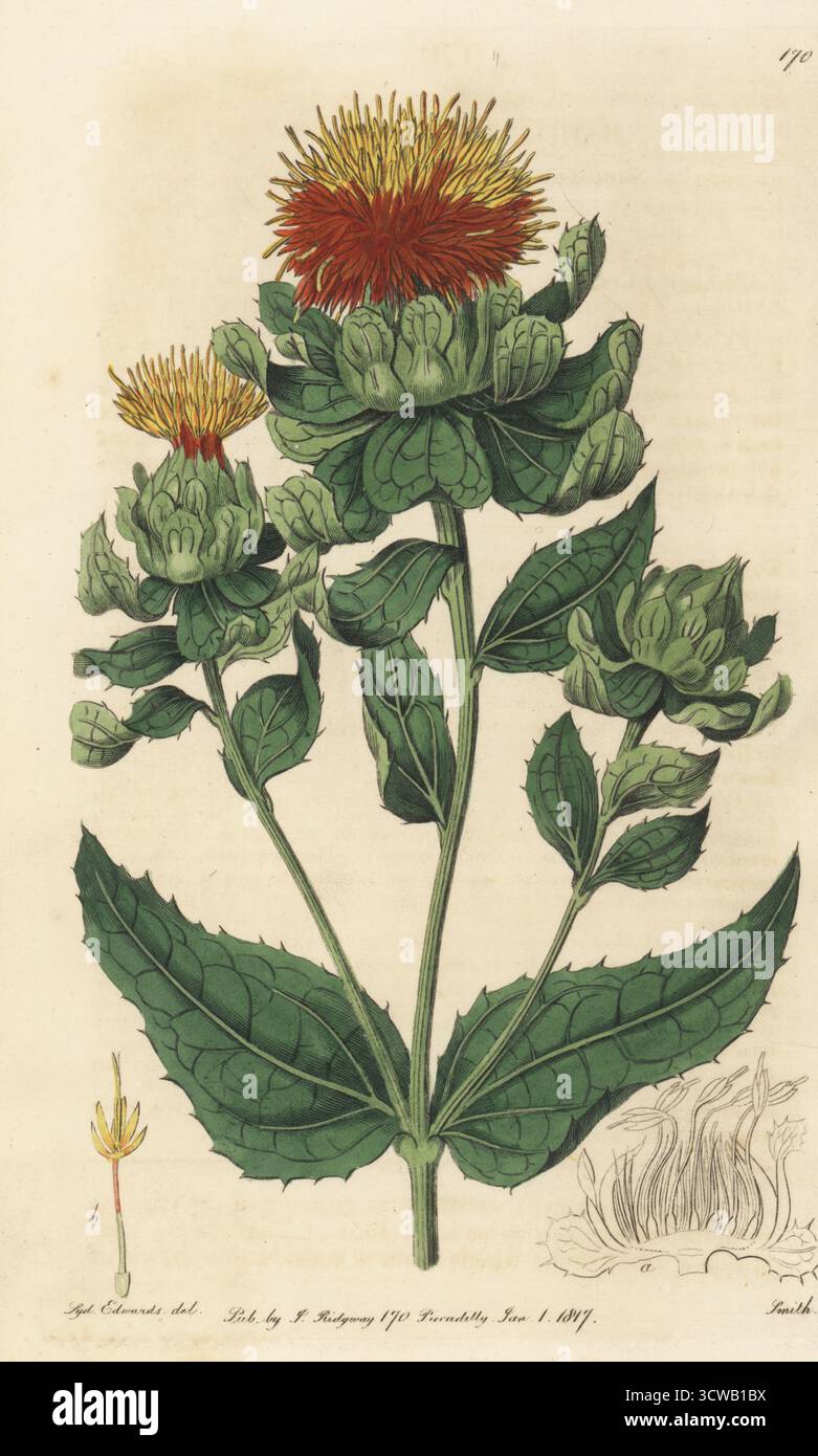 False saffron, safflower or bastard saffron, Carthamus tinctorius. Native of Egypt, drawn at the nursery of Whitley, Brames and Milne on King's Road, Fulham. Handcoloured copperplate engraving by P.W. Smith after a botanical illustration by Sydenham Edwards from his own Botanical Register, J. Ridgeway, London, 1816. Stock Photo