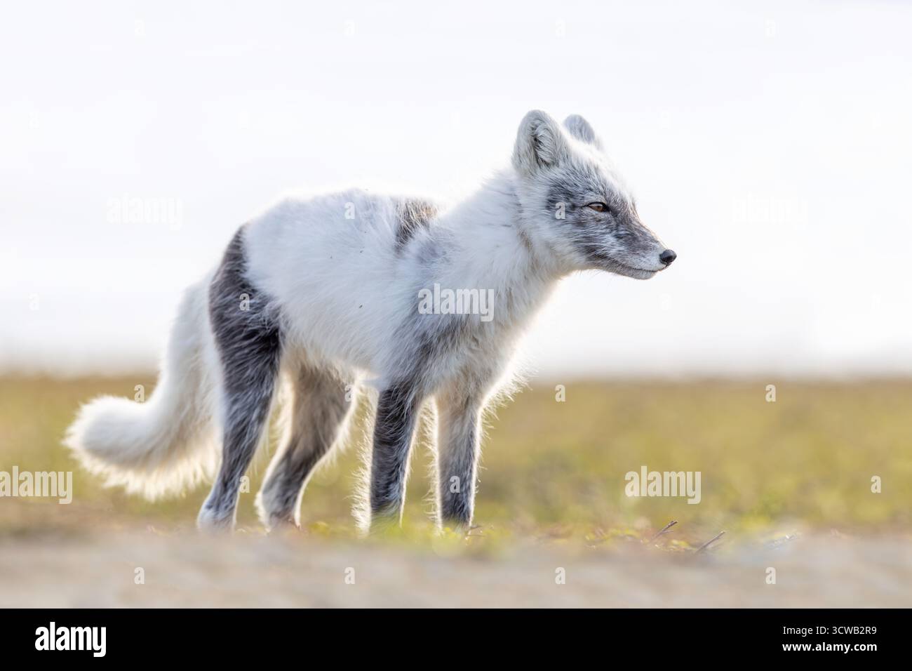 Arctic Fox; Vulpes lagopus; Moulting; Norway Stock Photo