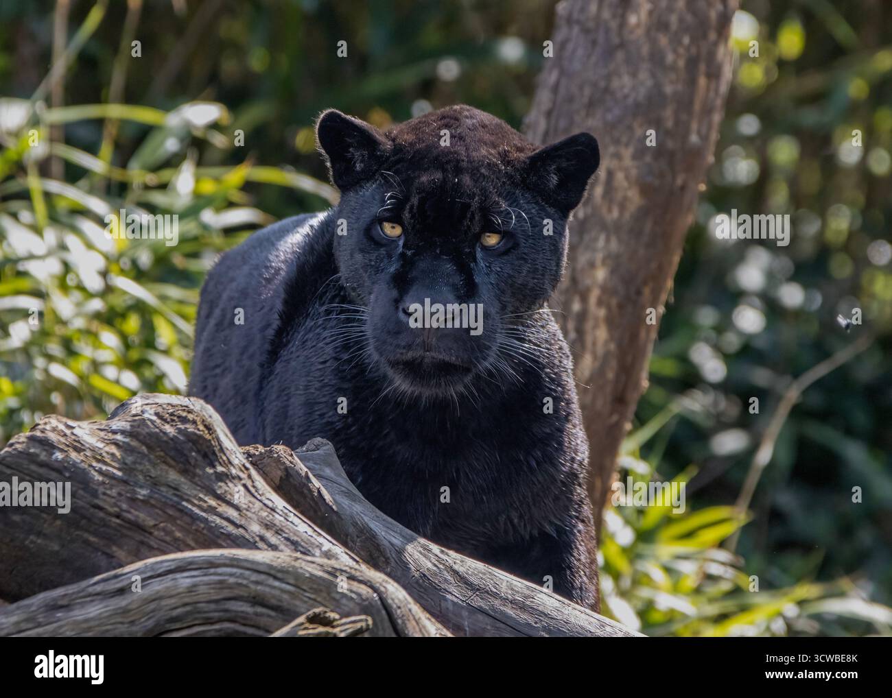 Jaguar big cat animal hi-res stock photography and images - Alamy