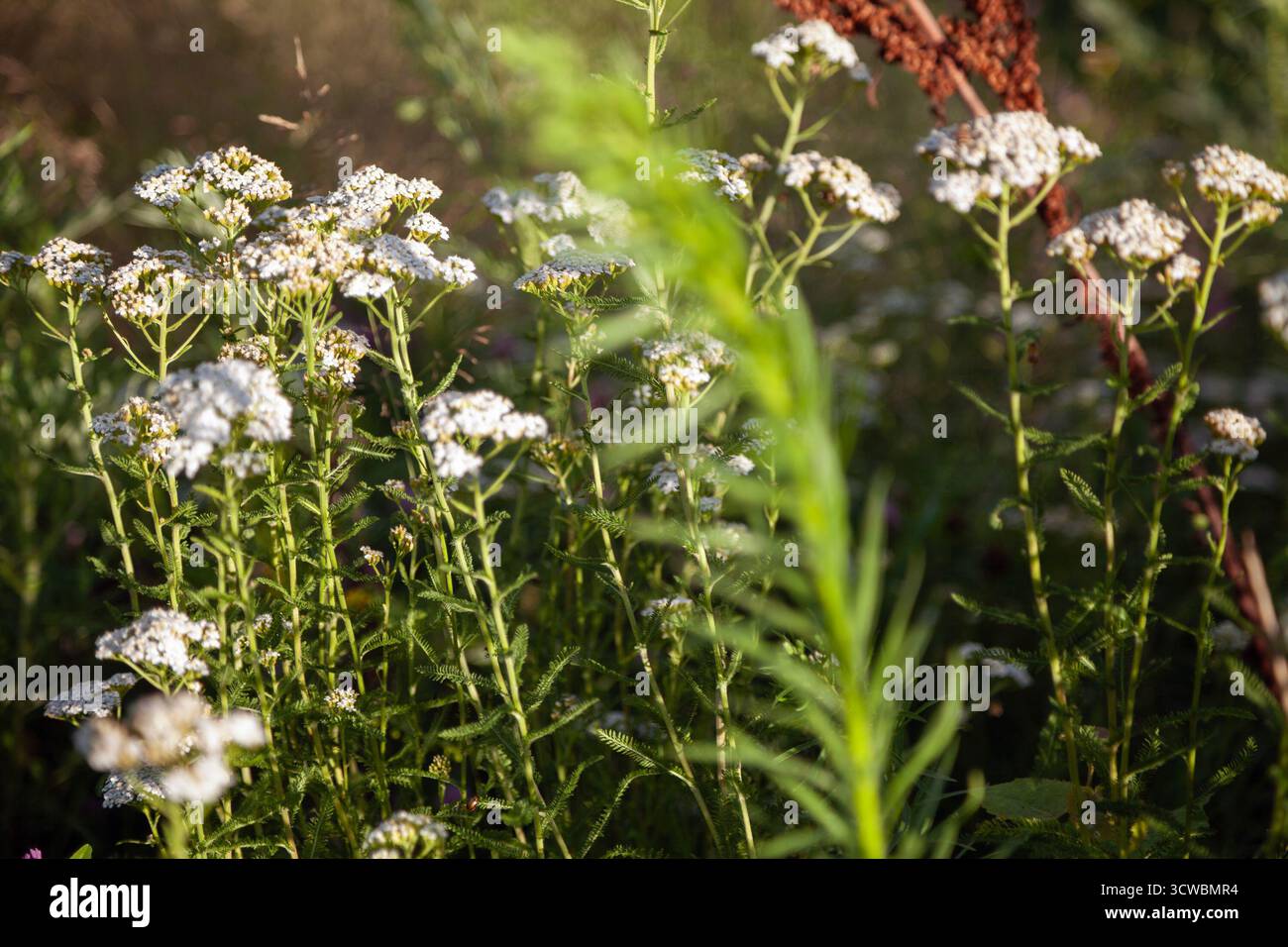 Clusters of white yarrow bloom in a green field under soft evening light. These wildflowers grow in groups, their small white heads in the sunlight - Stock Image