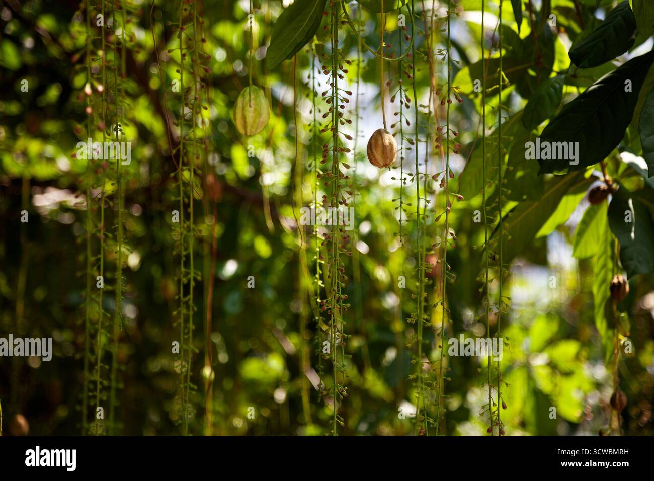Flower buds and fruit of the Barringtonia tree hang from its branches in the warm sunlight.This freshwater mangrove has drooping racemes - Stock Image
