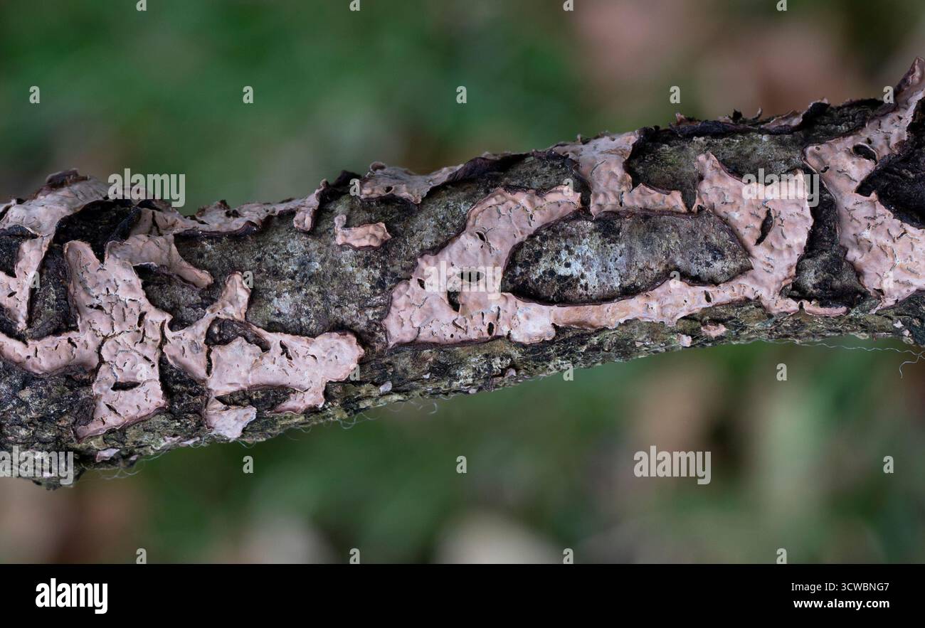 Bleeding Broadleaf Crust - Stereum rugosum Stock Photo