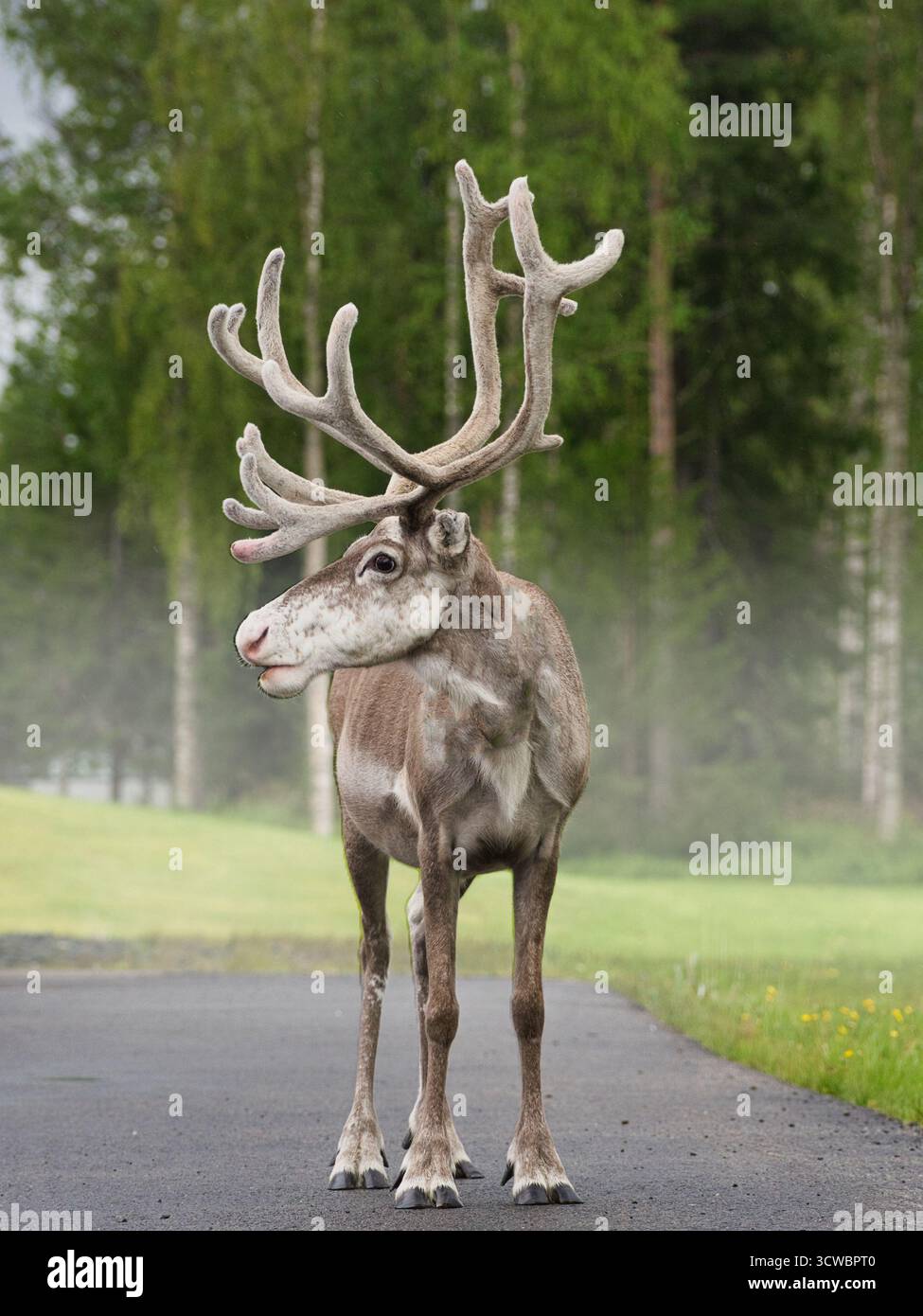 A reindeer standing in the wilderness of Lapland, Finland, with a distinctive red spot on its antler that makes it look like the legendary Rudolph. Stock Photo