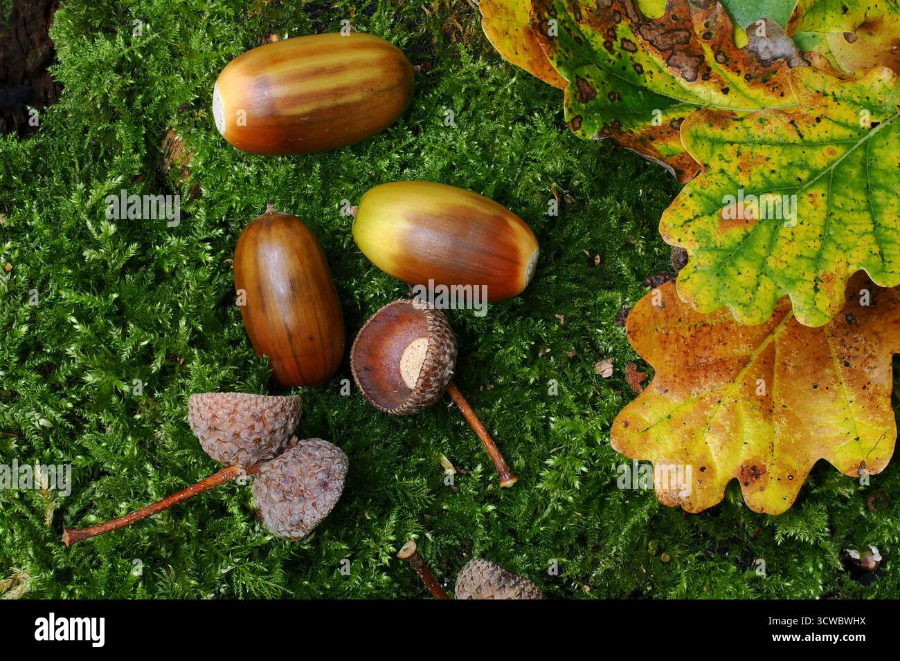 Oak acorns in autumn. Stock Photo