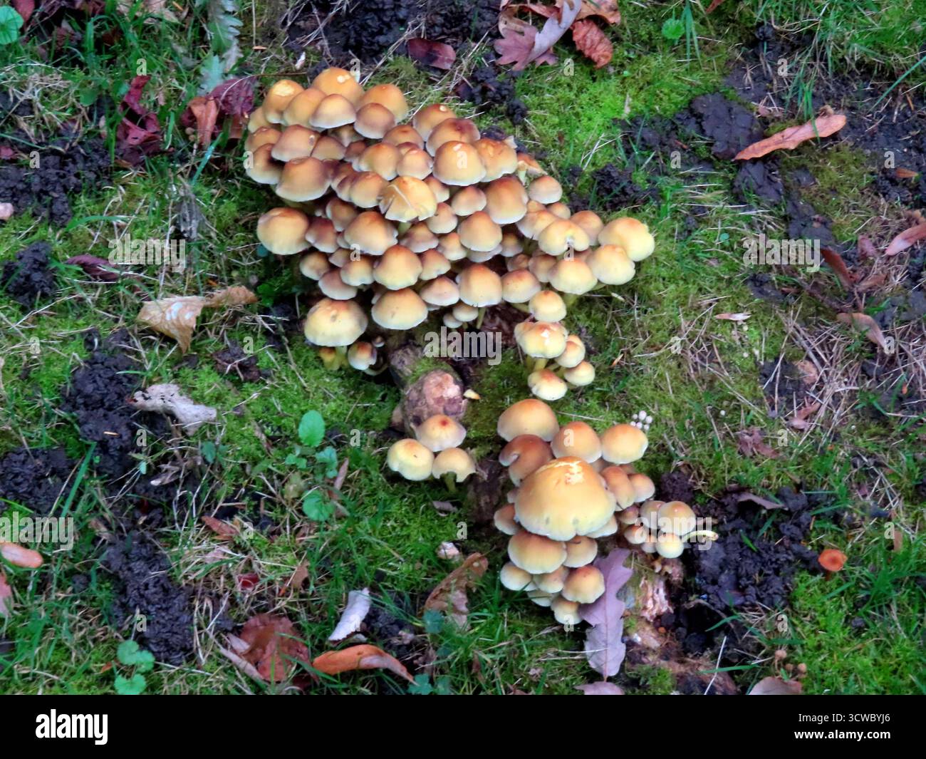 Totholz Besiedler - auszehren - zersetzen- umwandeln Humus Gelber ...