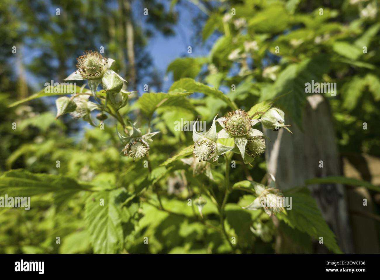 Raspberry (Rubus idaeus) - flowering shrub Stock Photo