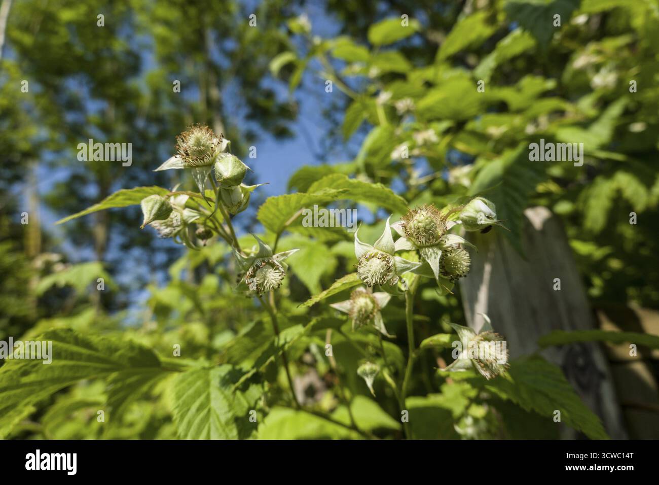 Raspberry (Rubus idaeus) - flowering shrub Stock Photo