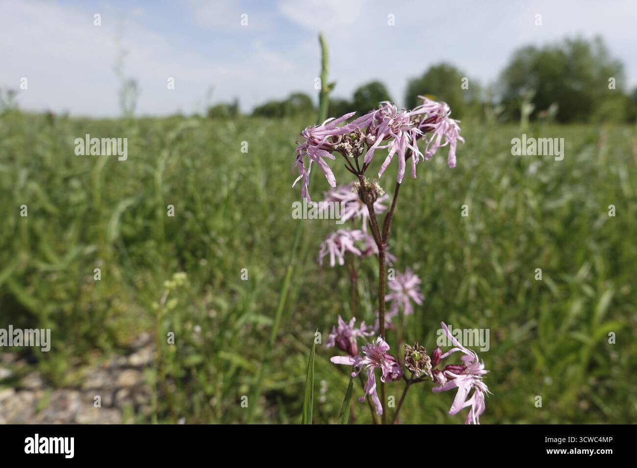 Cuckoo flower (Silene flos-cuculi, syn. Lychnis flos-cuculi) Stock Photo