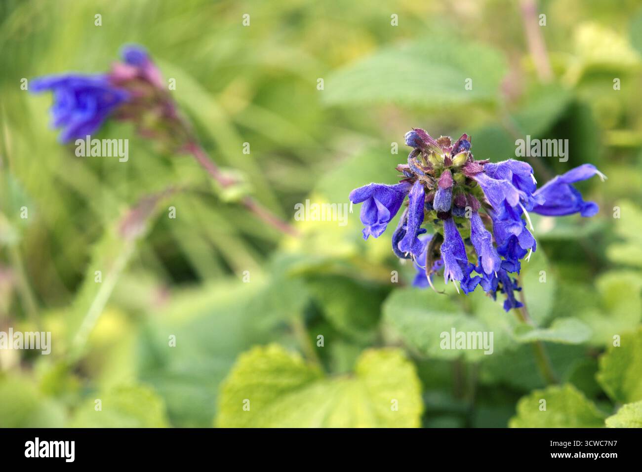 large size flip flops