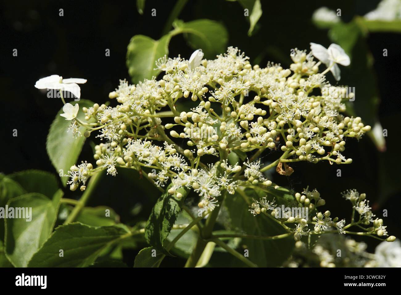 Climbing hydrangea (Hydrangea petiolaris), climbing hydrangea - inflorescence Stock Photo