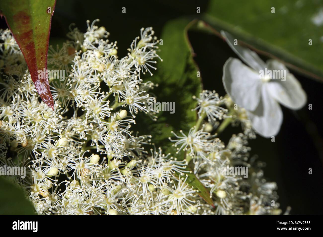 Climbing hydrangea (Hydrangea petiolaris), climbing hydrangea - inflorescence Stock Photo
