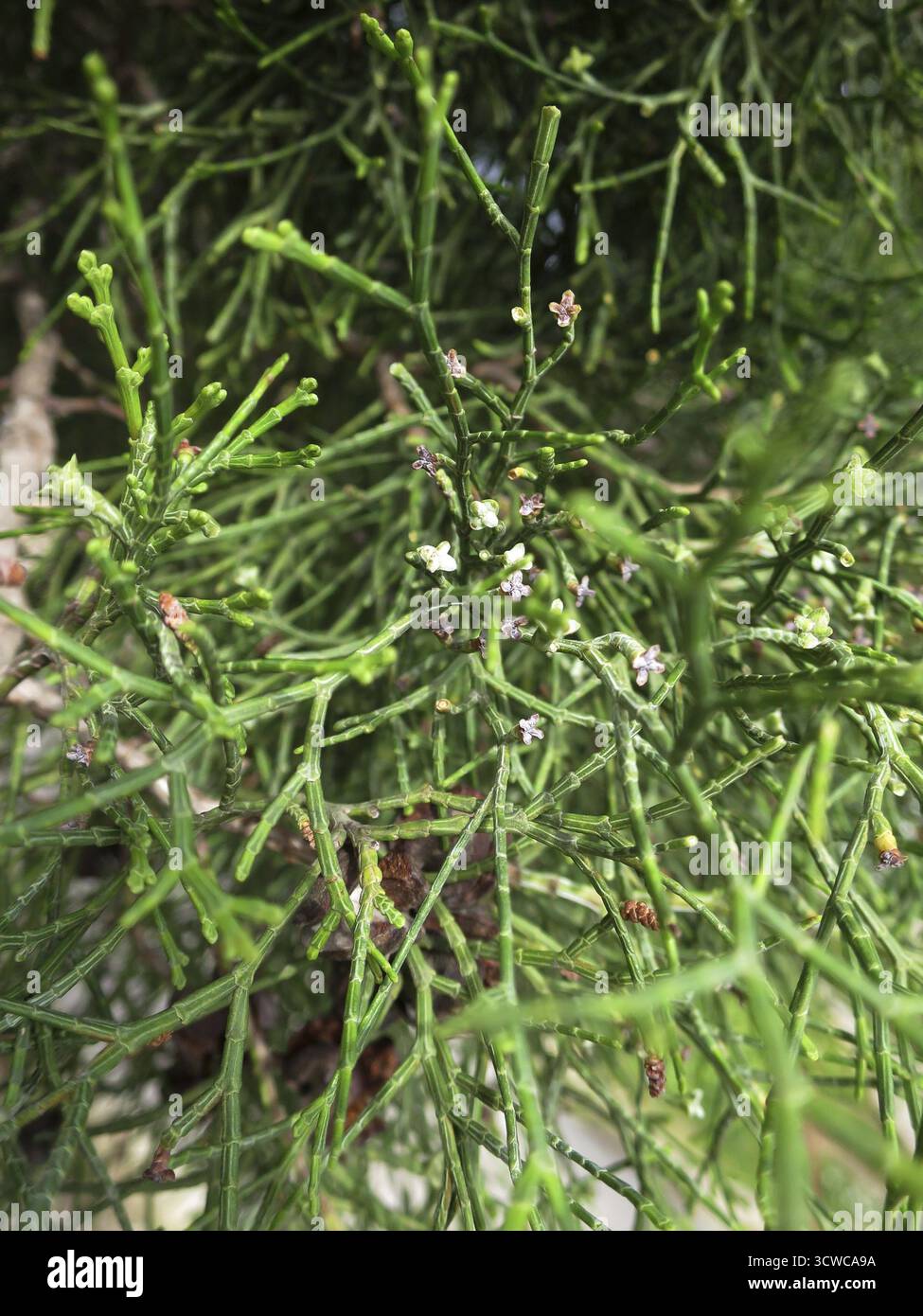 thuja smaragd platzbedarf Lebensbaum Thuja occidentalis Smaragd 200-220 cm Höhe Ballenware main image 0