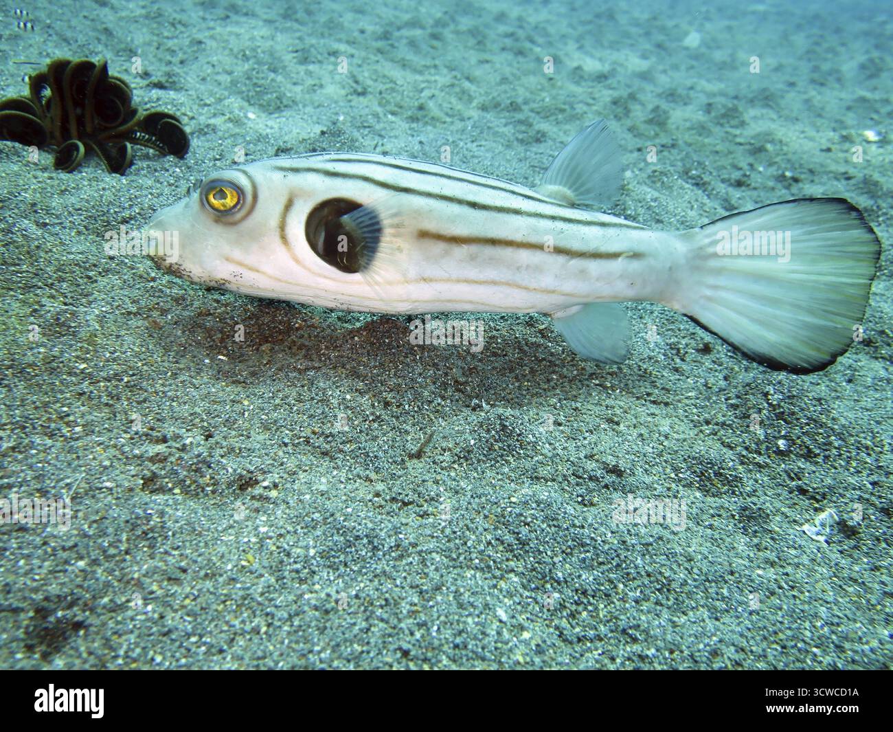 Manila pufferfish (Arothron manilensis), Pintuyan, Panaon Island ...