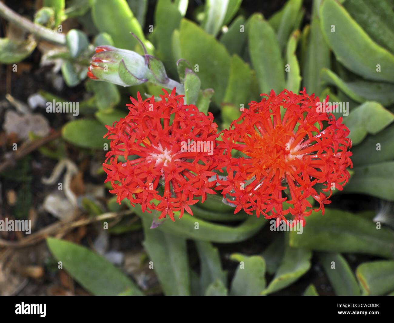 Red ragweed (Senecio fulgens, Kleinia fugens), Puerto de Mogan, Gran ...