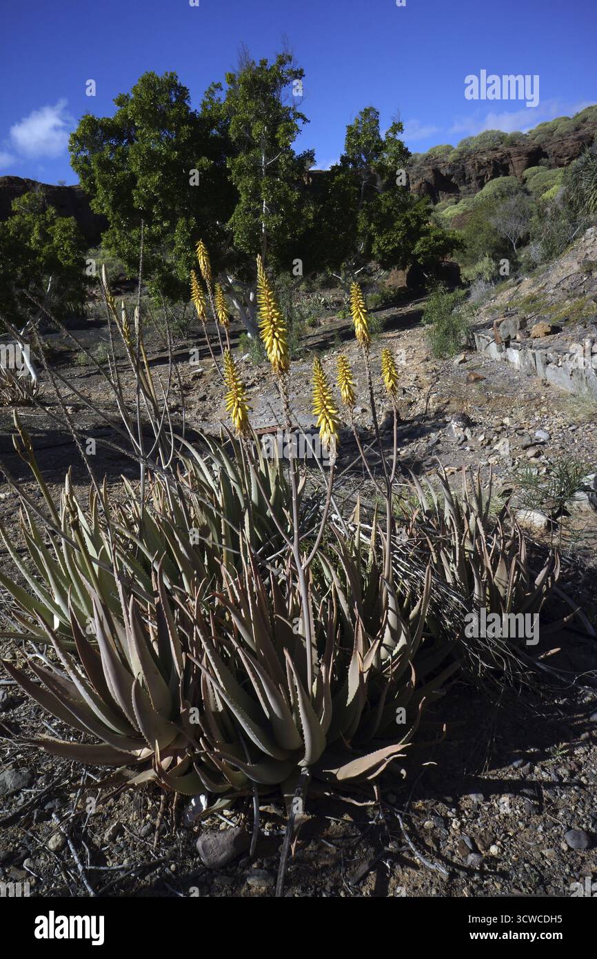 Plants aloe vera plant hi-res stock photography and images - Alamy